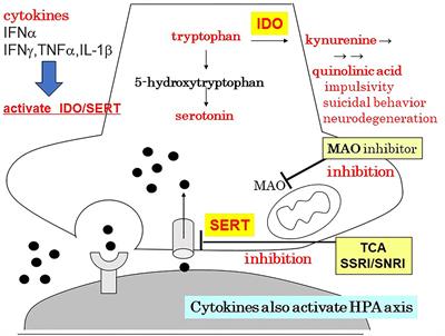 Is the Therapeutic Mechanism of Repetitive Transcranial Magnetic Stimulation in Cognitive Dysfunctions of Depression Related to the Neuroinflammatory Processes in Depression?